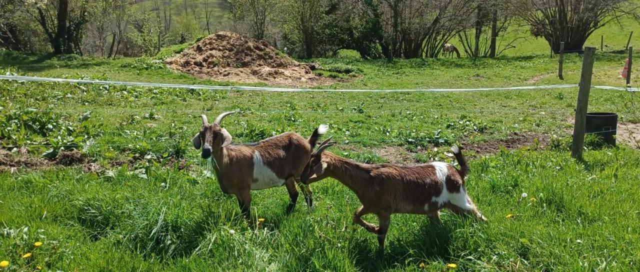 La Ferme De Sapharey Bed & Breakfast Sarrazac  ภายนอก รูปภาพ